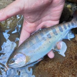 久しぶりのアマゴ釣り